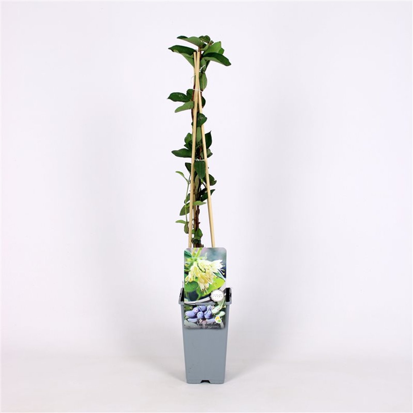 Lonicera caerulea 'Sinoglaska' - C2 70/+ CM